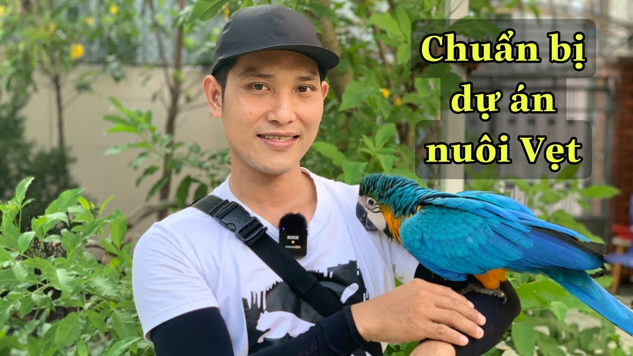 Đi Tìm Hiểu Về Các Dòng Vẹt Để Chuẩn Bị Cho Dự Án Mới