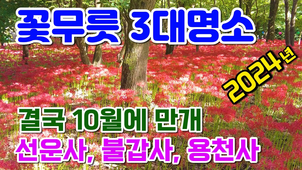 국내 꽃무릇 3대명소, 고창 선운사 , 영광 불갑사, 함평 용천사