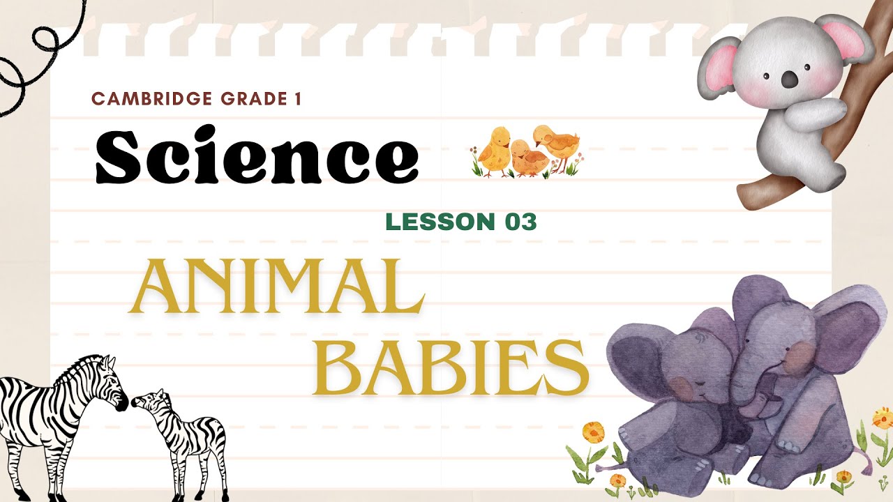 Cambridge Grade 1 Science Lesson 03 | Animal Babies | Study Bee