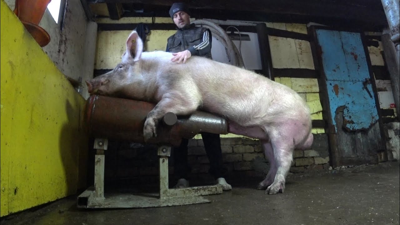 ‼️Закупился кормом для🐷 свиней ‼️ Какую породу выбрать   плюсы и минусы🐷