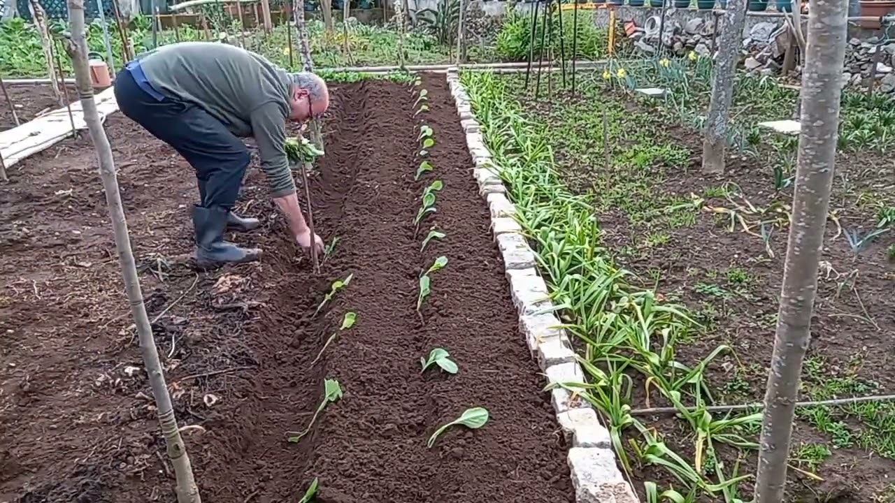 Plantar couve penca &aacute; enxada