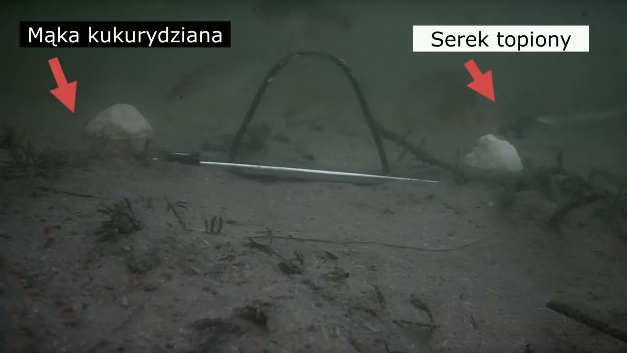 Co smakuje rybom?!Serek topiony czy mąka kukurydziana? To musisz wiedzieć!