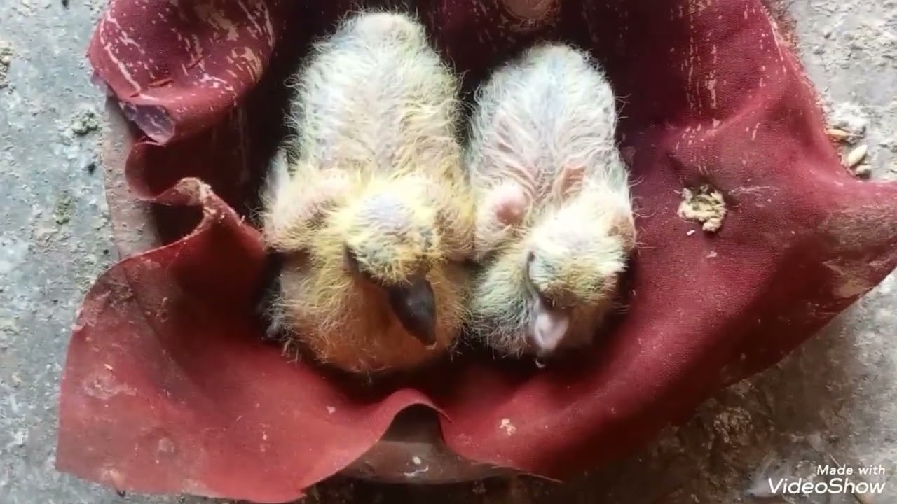 কালদোম বাচ্চা কোবুতোর ভিডিয় #pigeon #kabootar 💪🕊️