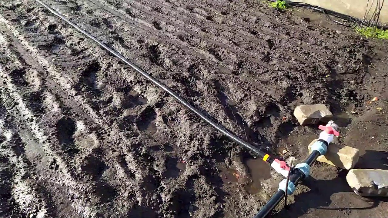 Полив с помощью СПРЕЙ-ЛЕНТЫ ТУМАН