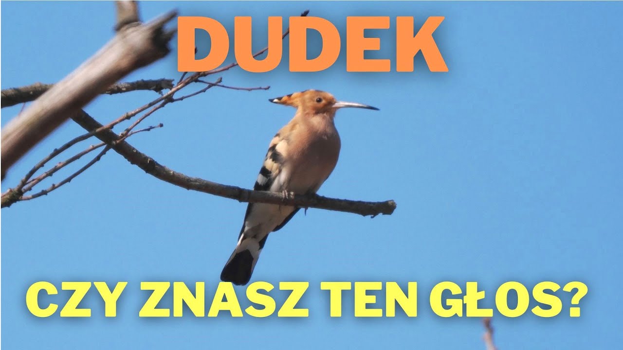 Dudek. Czy znasz ten głos?