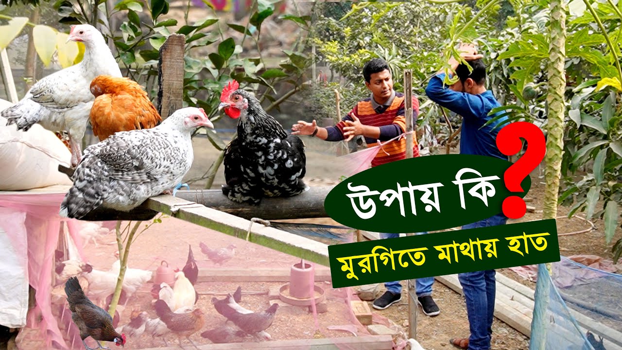 দেশি মুরগির খামার - বর্তমান পরিস্থিতে মুরগি পালনে করণীয় | Desi murgi palan || কৃষি ঘর