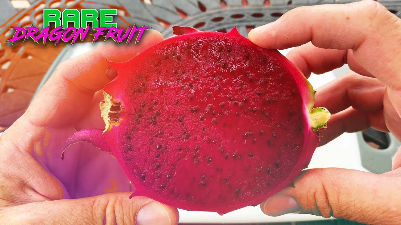 RED JAINA DRAGON FRUIT TASTING & REVIEW / Guess the BRIX / Lots of BERRY FLAVOR