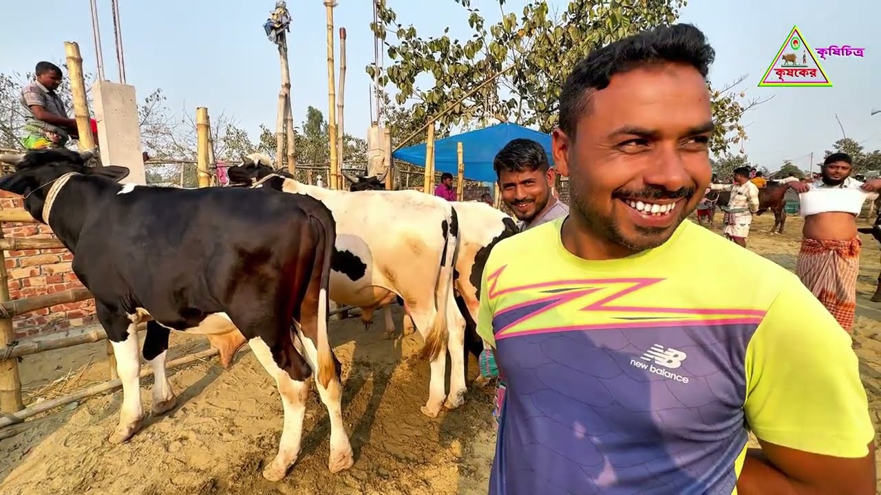 চান্দাইকোনা গরুর হাট থেকে ২০২৬ কোরবানির খামার উপযোগী  ষাঁড় গরু দাম জানুন।কৃষকের কৃষি চিত্র। 
