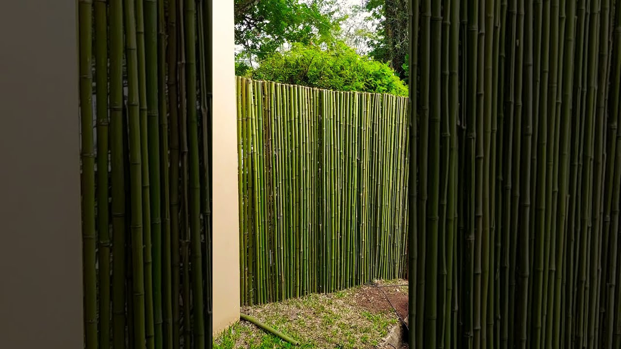 cerca de bambu tratado
