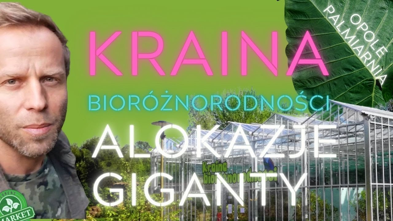 ROŚLINNE GIGANTY 🌿jak odetchnąć? w tropikach opolskiej palmiarni.