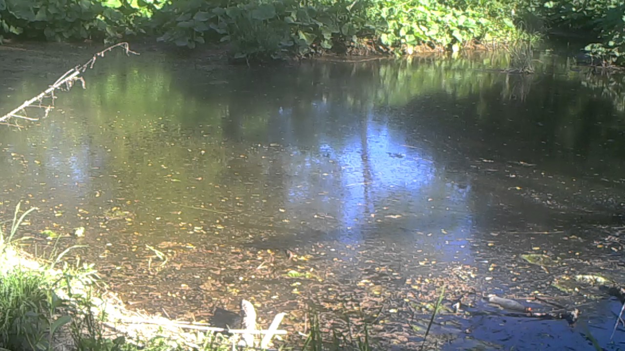 Beaver in Poland 1