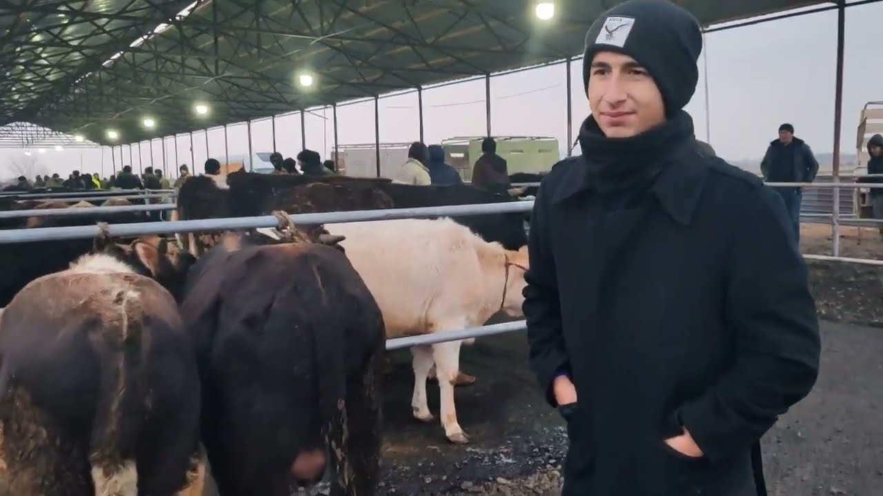 MAL BAZARI BEYLƏQAN 29.01.2026 YENİ VİDEO ÇƏKİLİŞ 