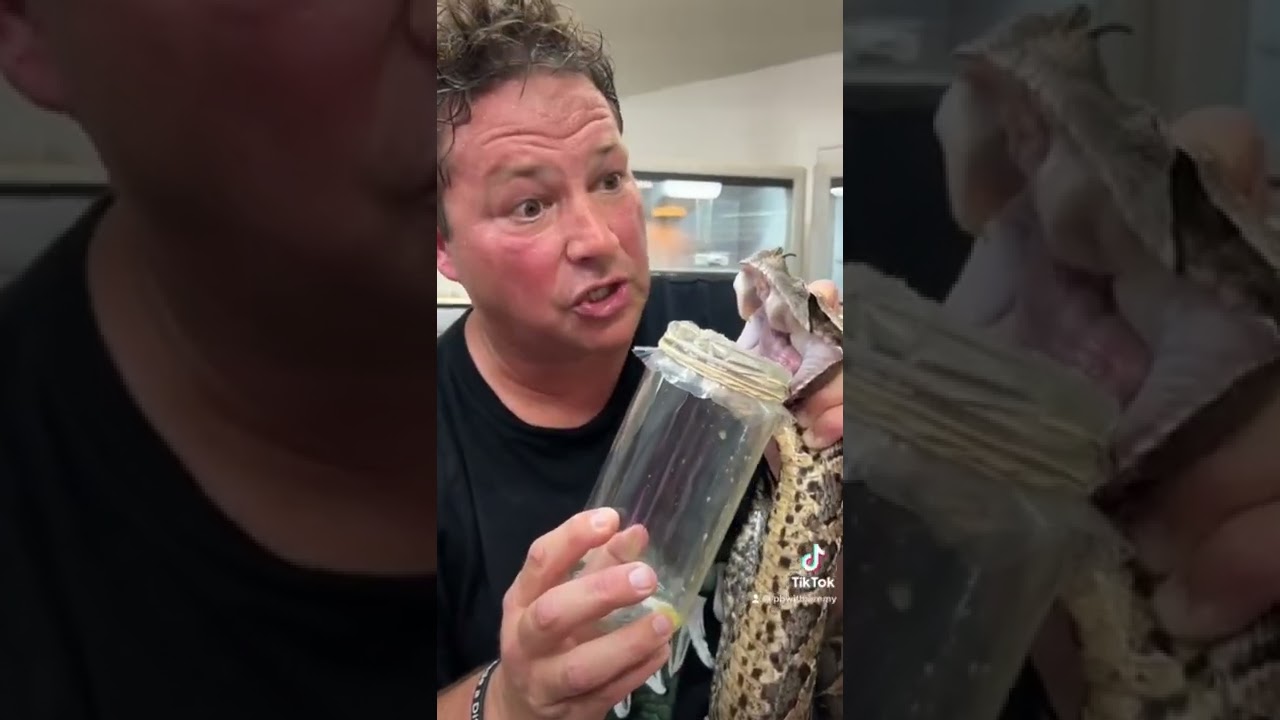 This guy is insane #fail #deadly #becareful #snakes #poison