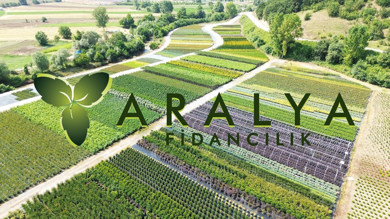 Aralya Fidancılık 🌱 Fideden Ağaca 🌳