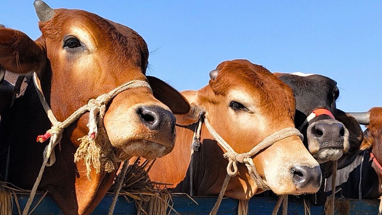 cow video, goru video, cow unloading, cow videos, animal, big cow,  hamba cow, Ep-07