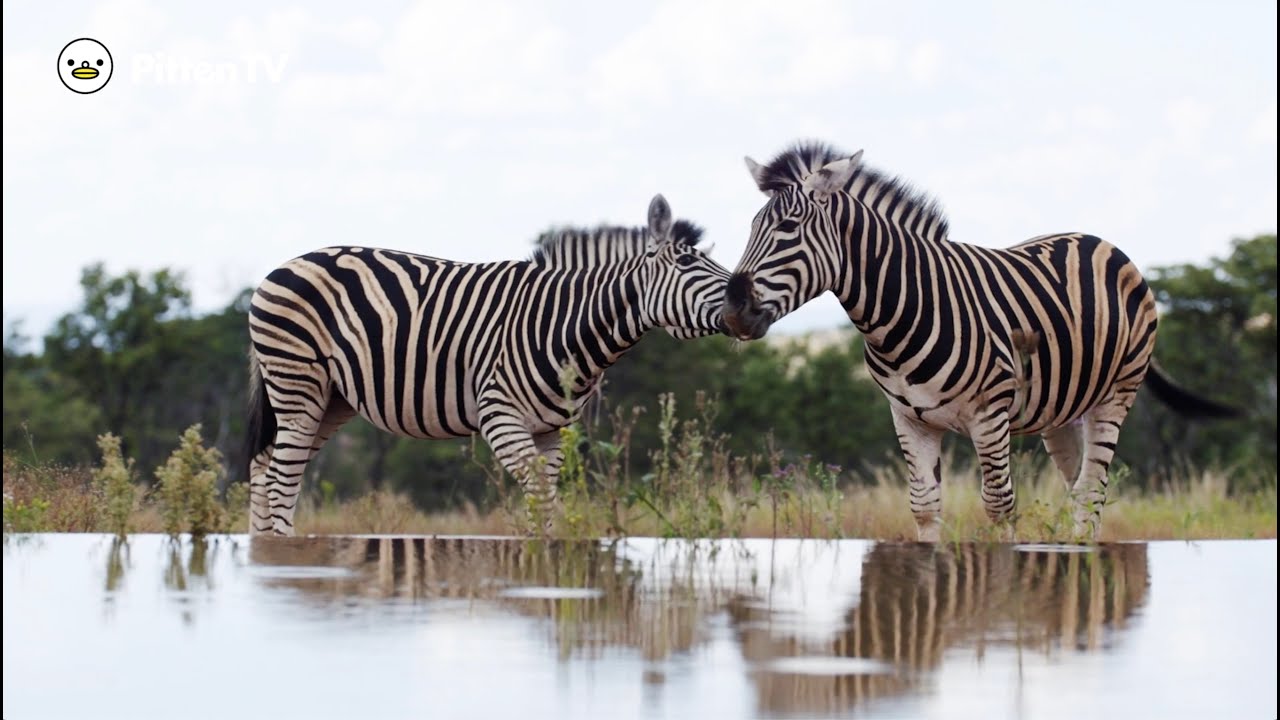 ZEBRA シマウマ 13（シーン別・音無し）｜ ピッテンのどうぶつえん [ Pitten ZOO / JAPAN ] いつでも楽しめるみんなの動物園・動物図鑑