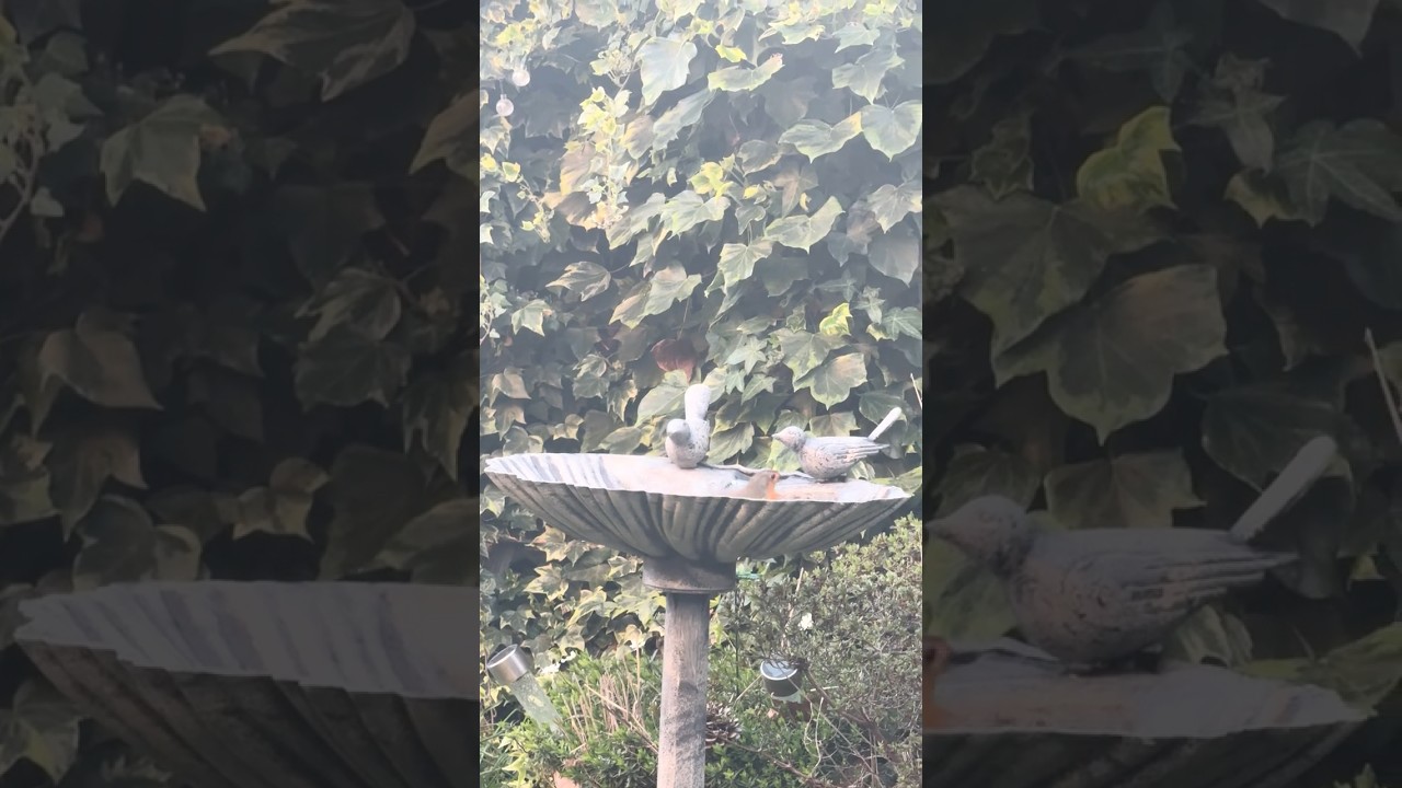 Uncle Matty’s Adventures - Home - Garden - Robin Bird Bath - April 2025