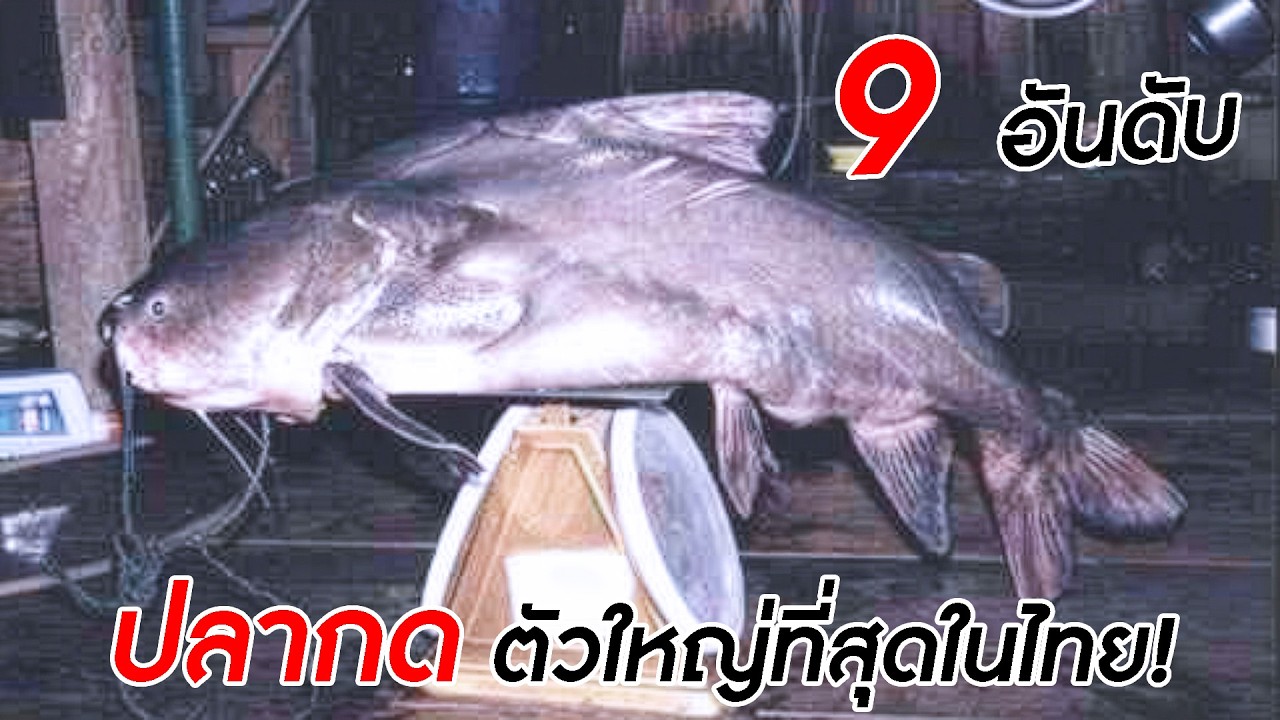 9 อันดับ ปลากด & แขยง ตัวใหญ่ที่สุดในไทย.!