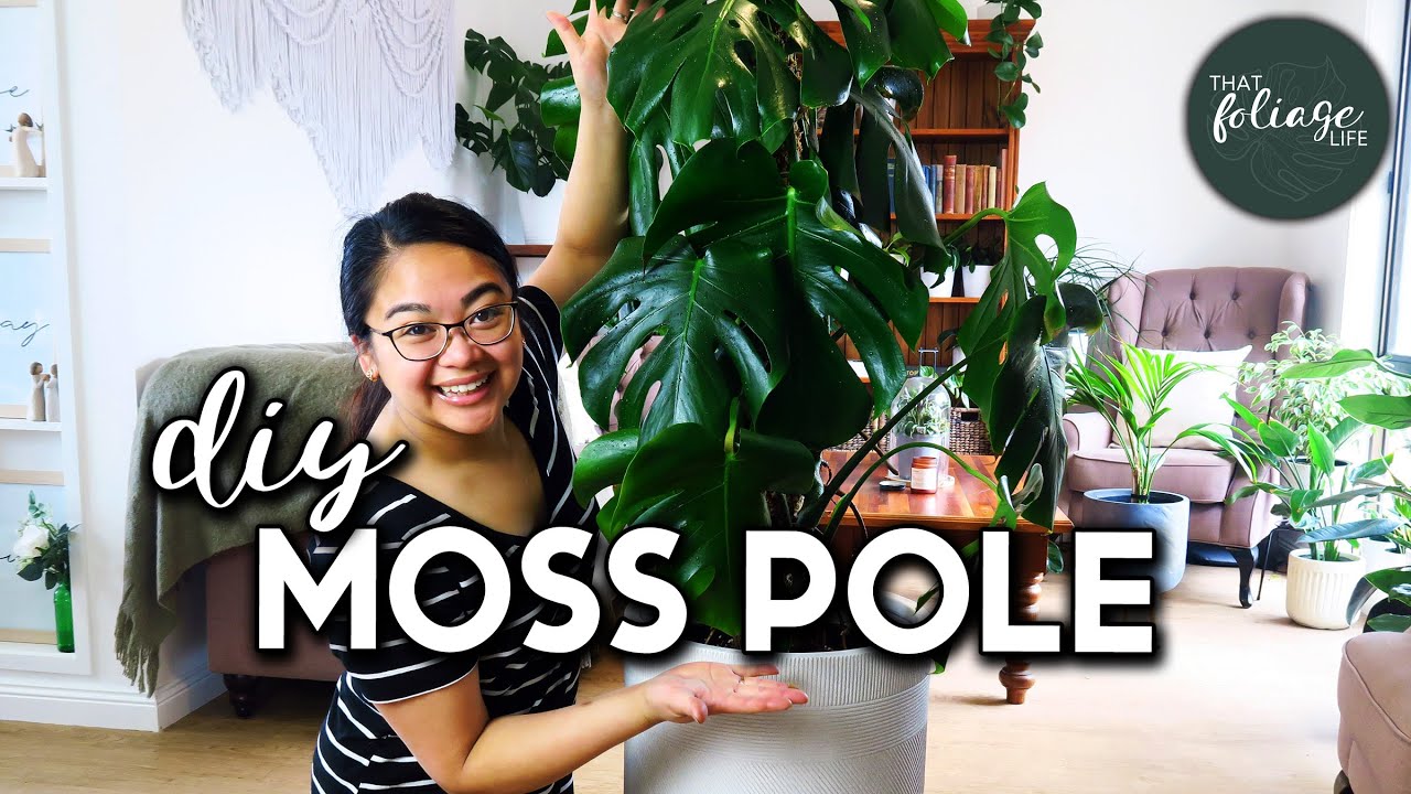 Repotting A HUGE Monstera Deliciosa (& making a moss pole)