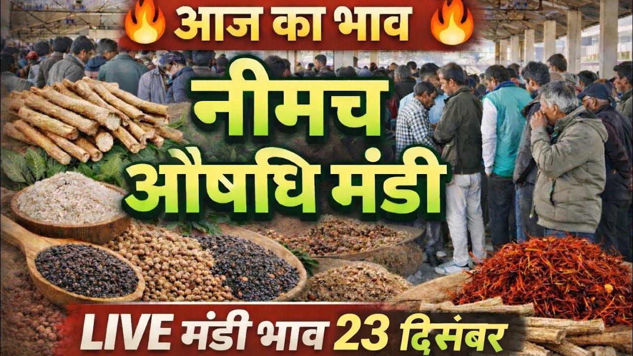 आज का भाव | नीमच औषधि मंडी लाइव भाव 23 दिसंबर | नई जड़ी-बूटियों के ताज़ा रेट । Sanjay Dhakad 