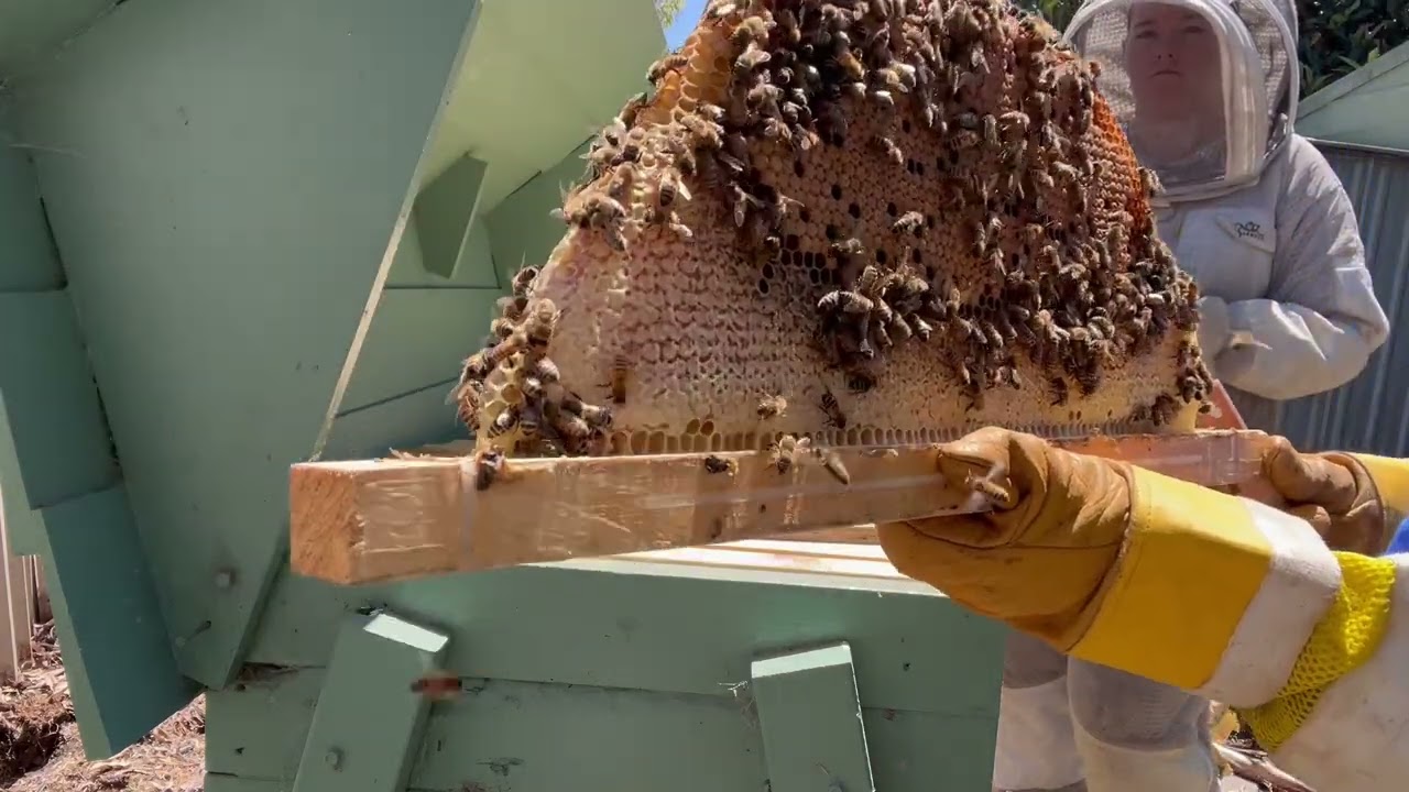 Top Bar Bees   Hive check with SJ
