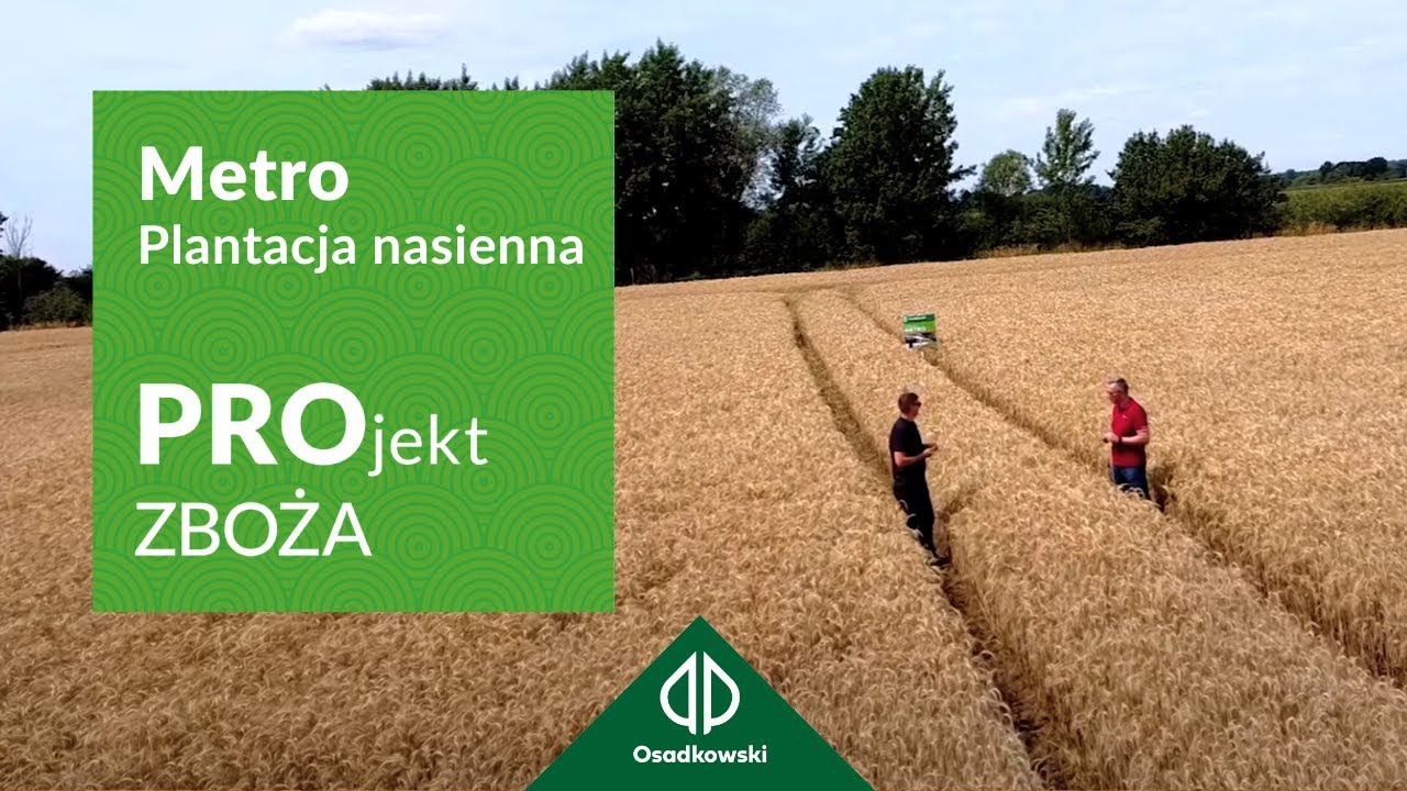 Pszenżyto - wizyta na plantacji nasiennej odmiany Metro