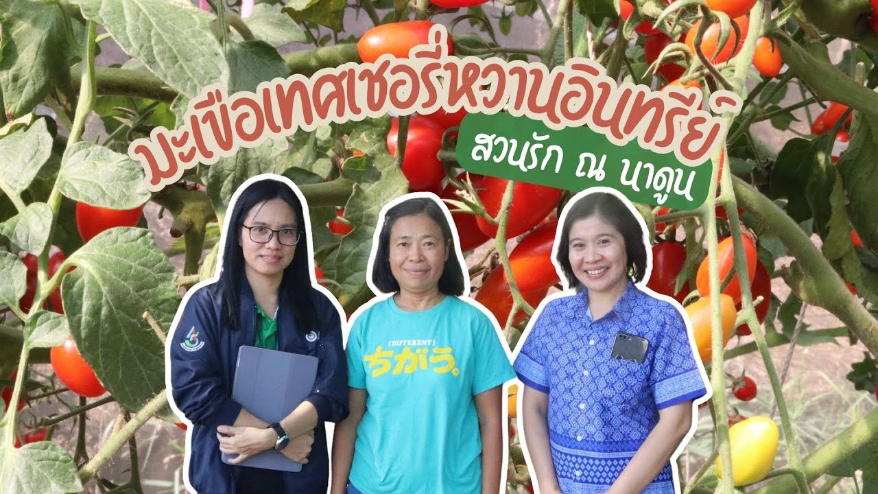 มะเขือเทศเชอรี่หวานอินทรีย์ สวนรัก ณ นาดูน (Sweet Cherry Tomato)
