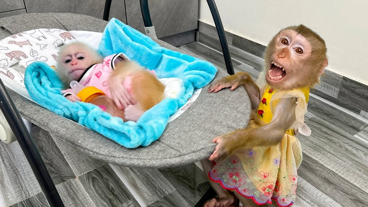 Monkey Kaka lulls Monkey Mit to sleep by rocking the cradle.