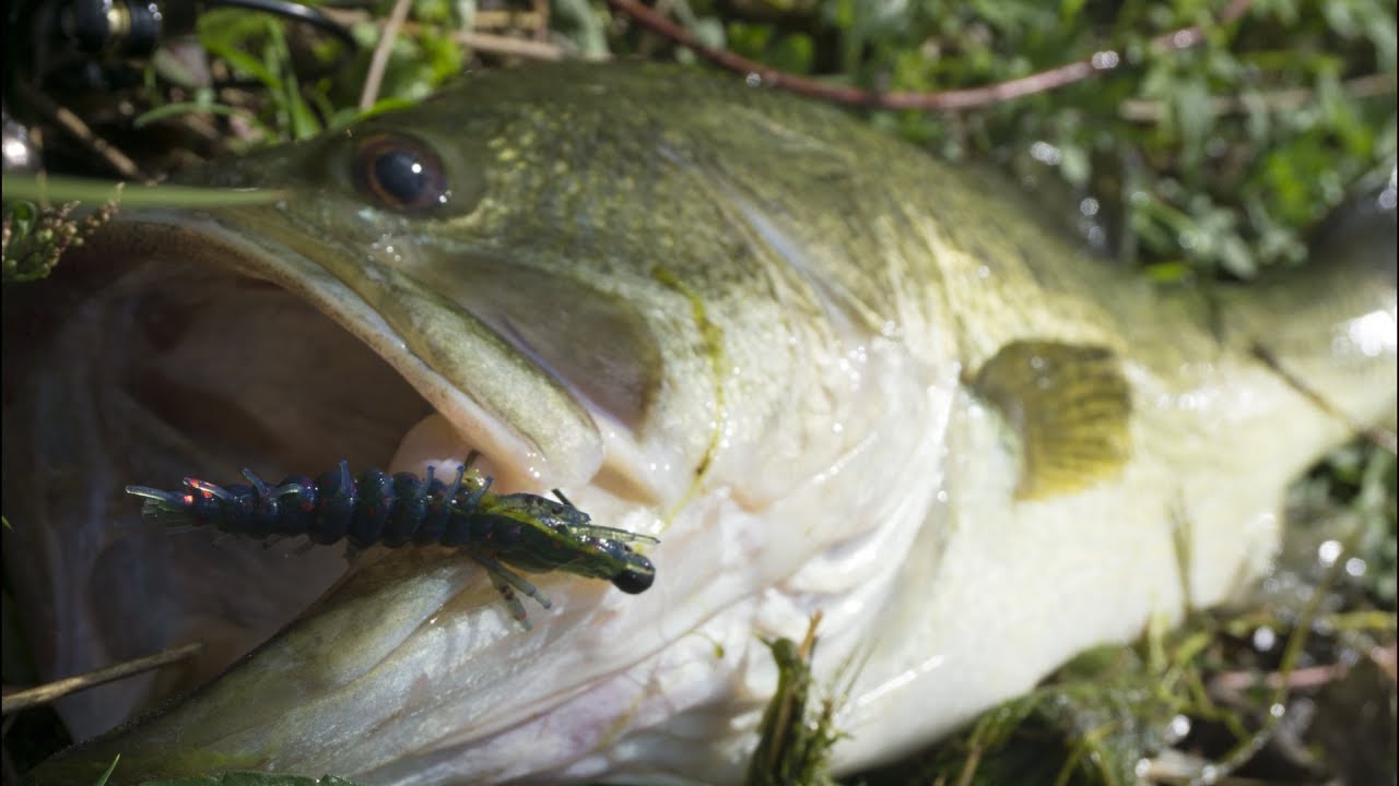 Big Largemouth Bass on the Hellgrammite