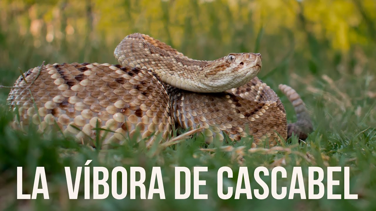 La sorprendente🐍 VÍBORA DE CASCABEL (Crotalus durissus terrificus)- Biología con Santi