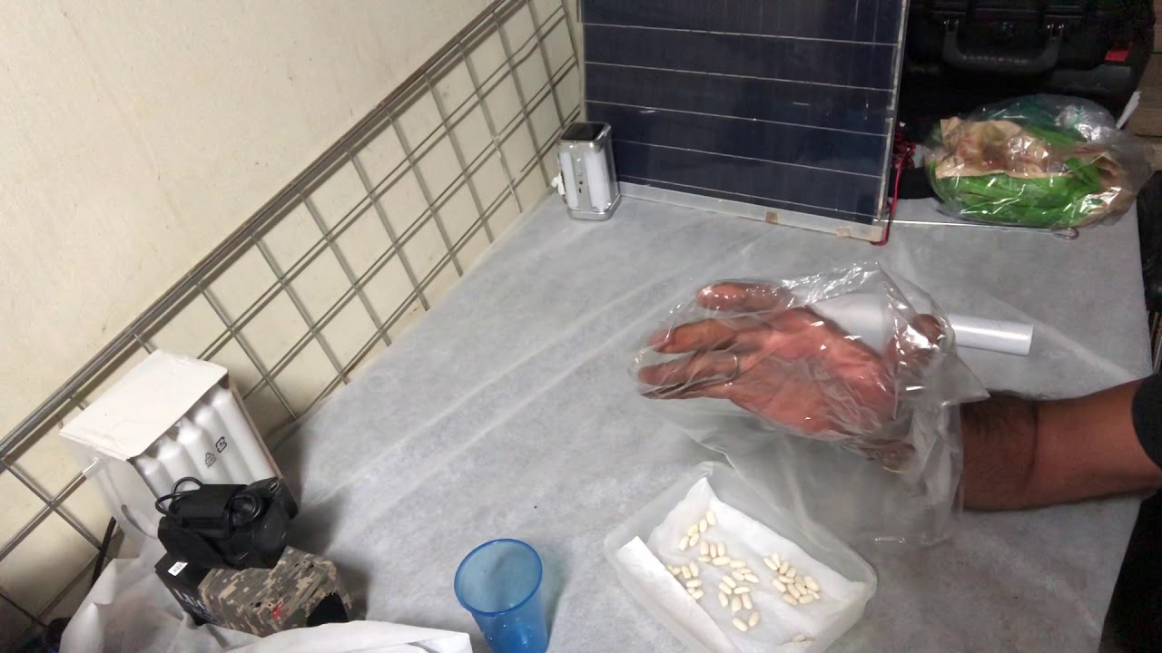 מדריך הנבטת קטניות, שעועית לבנה. איך להנביט קטניות? הנבטה לבד בבית. עשה זאת בעצמך היום!