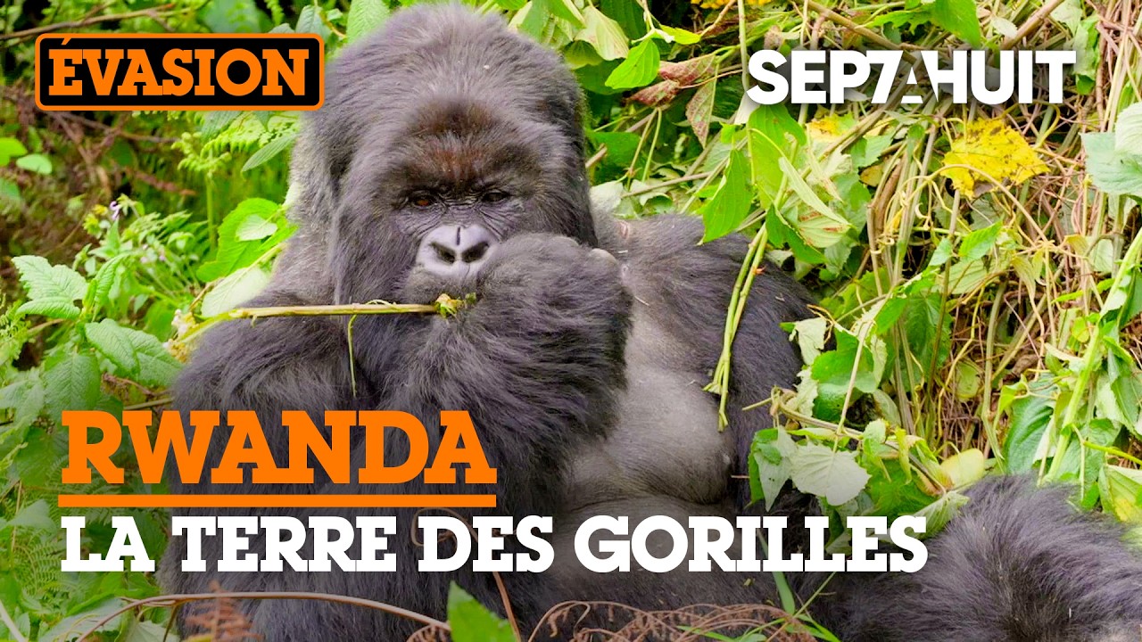 Gorilles : l'or du Rwanda | Sept à Huit