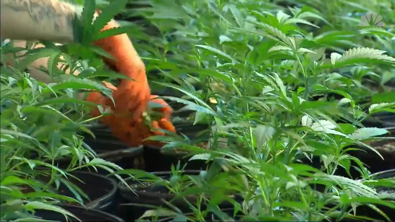 Canada now world's largest legal marijuana marketplace