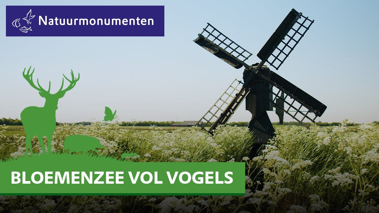 Nat Waalenburg op Texel helpt kuikens en orchideeën door droogte