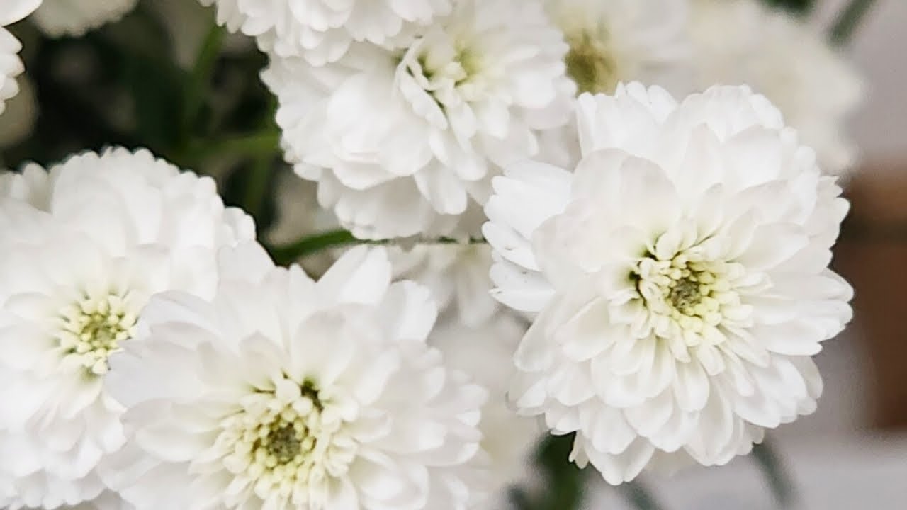 Mayesh Minute: Achillea Ptarmica