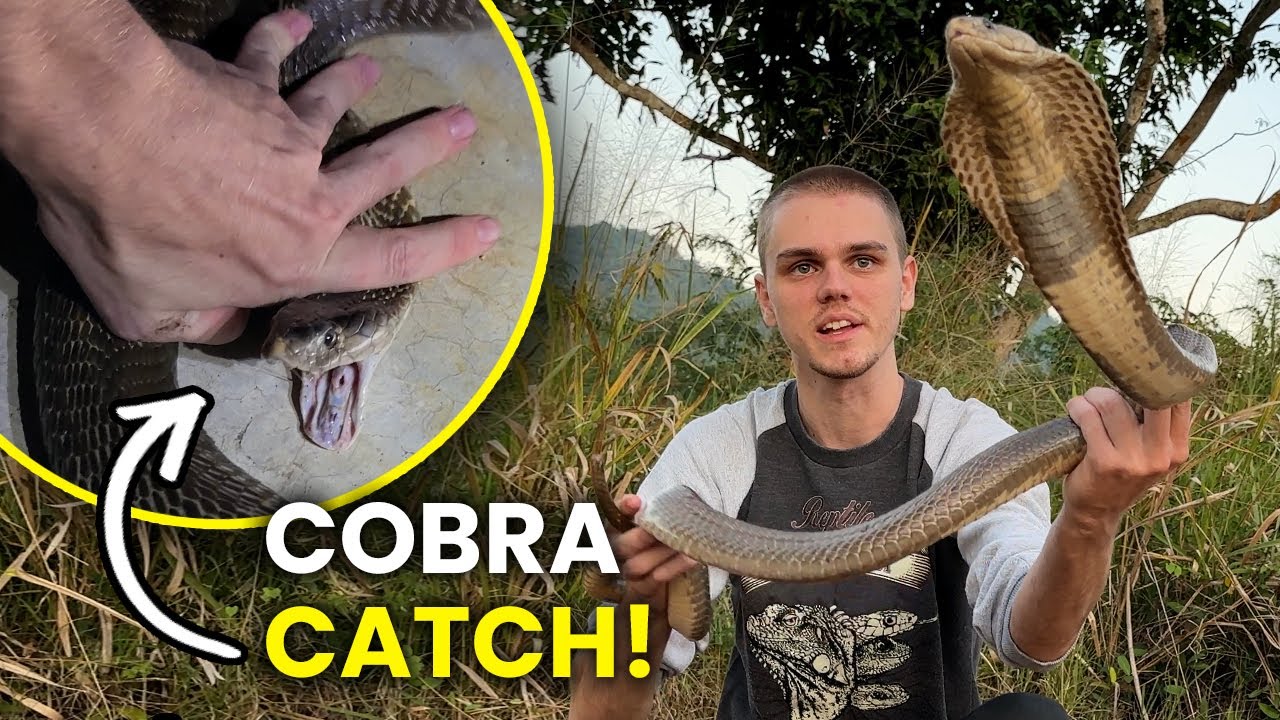 Cobra call! Relocating a massive cobra from garden