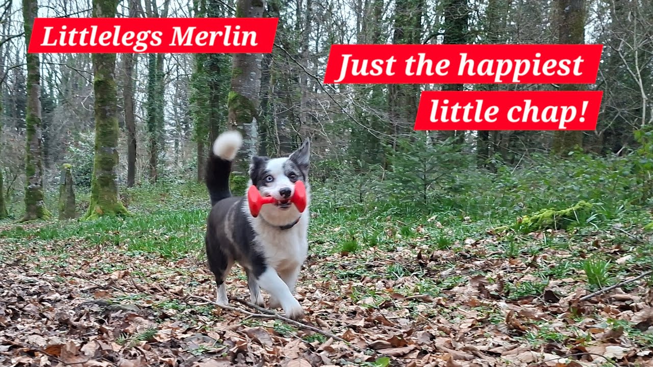 Is littlelegs Merlin the happiest fake gundog you've ever seen?!
