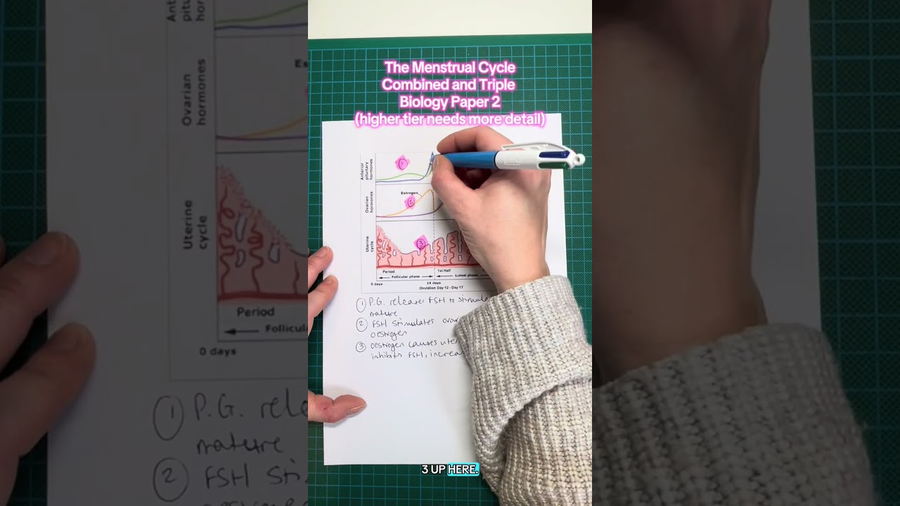 Menstrual Cycle - AQA GCSE Biology/Combined Paper 2
