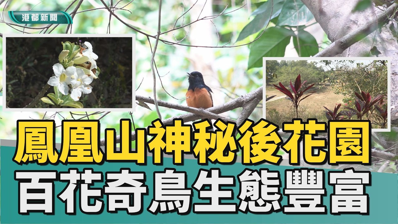 美景解秘｜神秘的後花園！鳳凰山軍區 百花奇鳥生態豐富