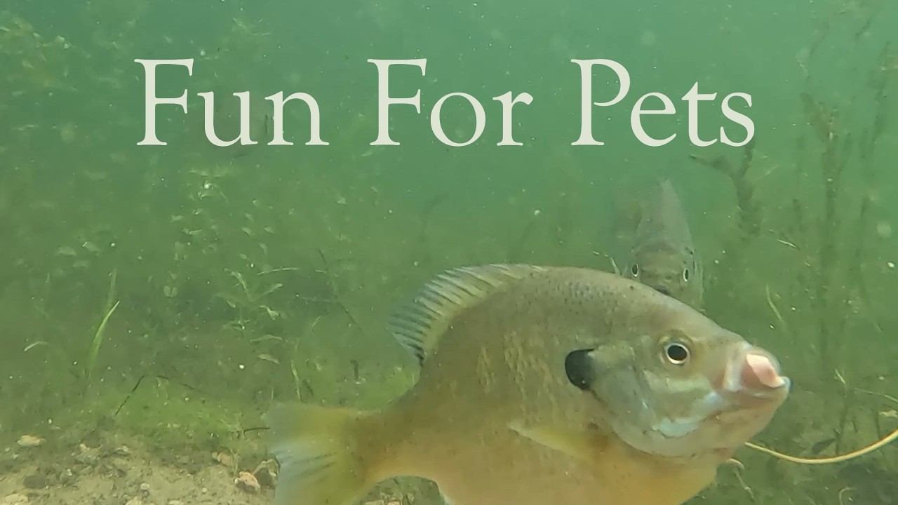 Snapping Turtle & Fun Fish #sunfish #turtlewatching #fishfeeding