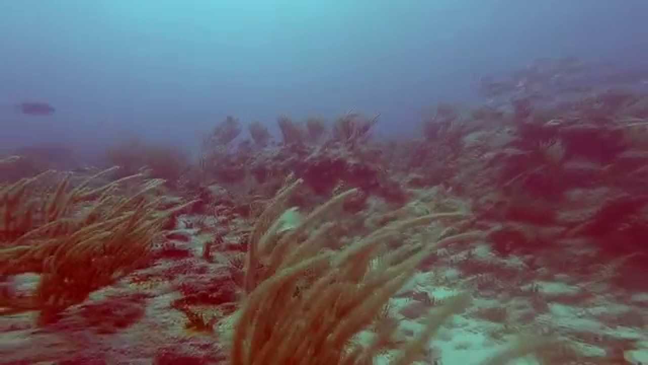 diving in the atlantic ocean