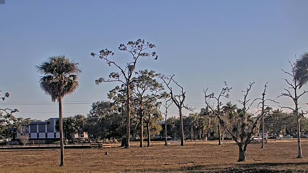 SWFL EAGLE CAM 2026.2.1 M15 and F23 drove off the intruder together!