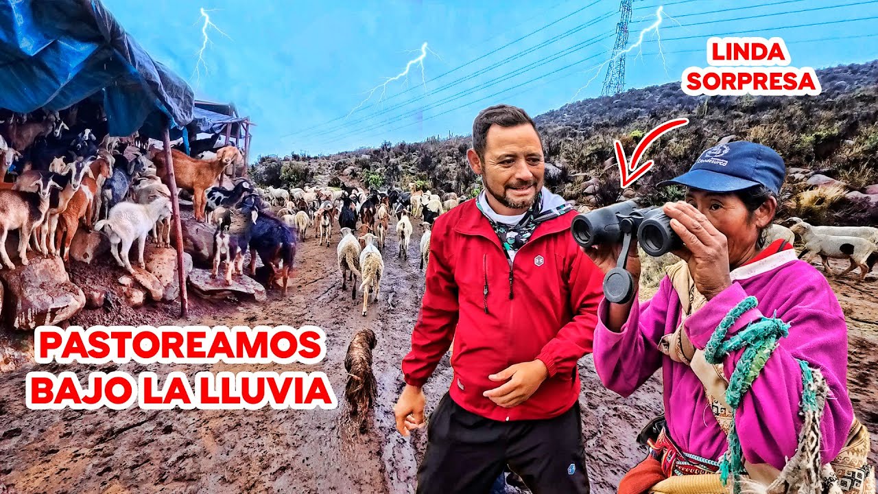 MUJER GUERRERA Y VALIENTE pastoréa sus CABRAS bajo la LLUVIA y el MAL CLIMA. Doña YOLANDA.