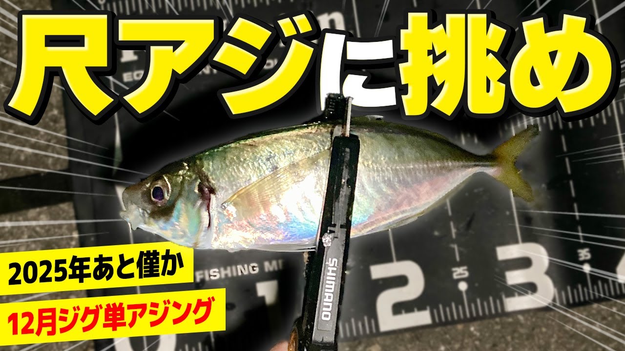 【アジング】12月の堤防で尺アジに挑戦!果たして釣果はどうなる!?【淡路島】