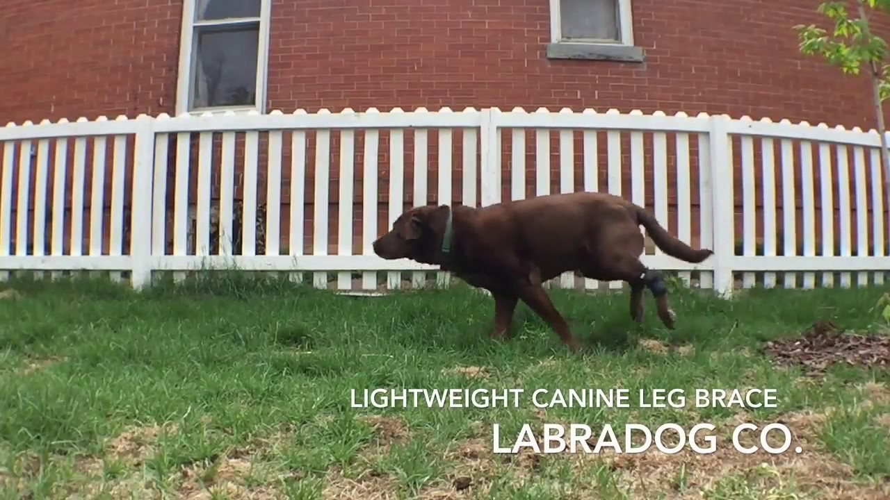 Labradog Co. - Lightweight Canine Leg Brace