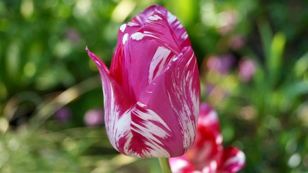 ⭕️Spring Edition 2022 •Tulip🌷 and more… #spring #germany #tulip