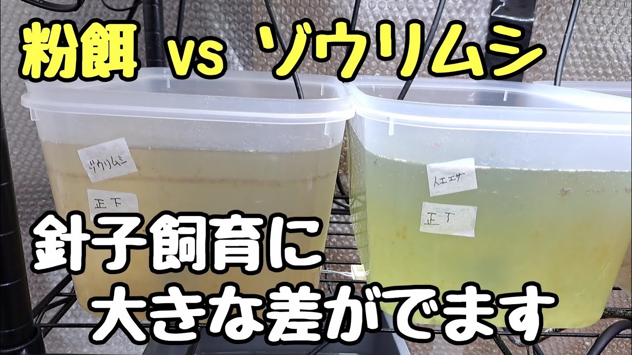 粉餌vsゾウリムシ！針子の成長に大きな差がでます【メダカ】