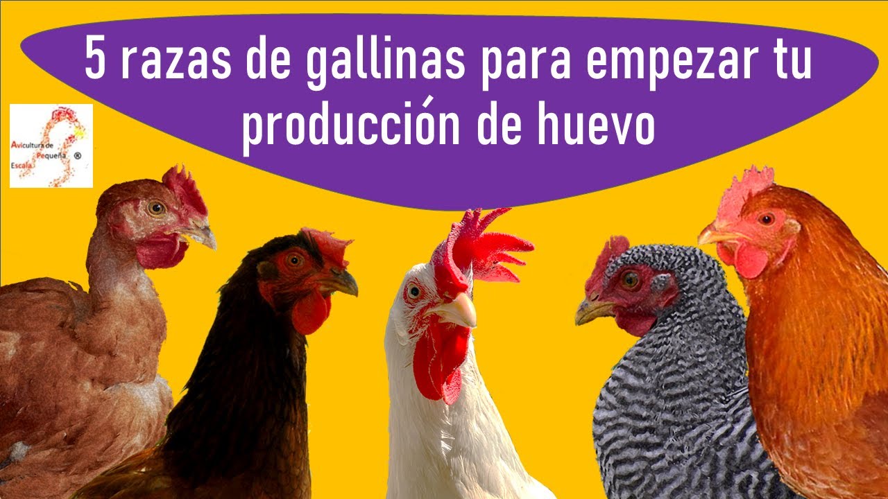 Razas de gallinas para empezar un GRAN negocio