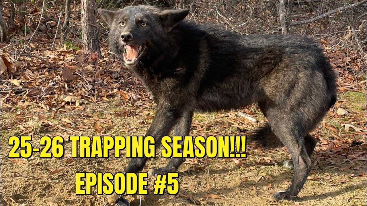 TRAPPING A HUGE BLACK COYOTE!!!