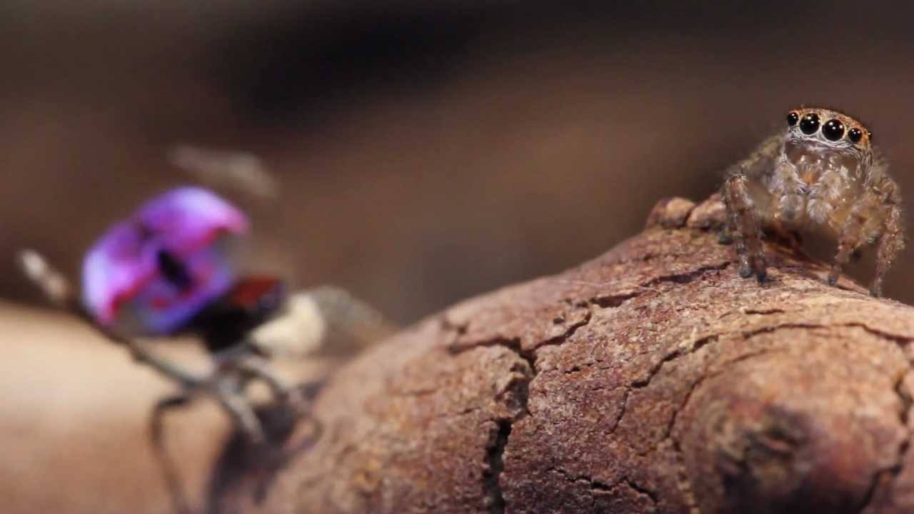 Peacock Spider 6 (Maratus mungaich)